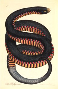 James Sowerby - Crimson-sided Snake, Coluber porphyriacus - Google Art Project