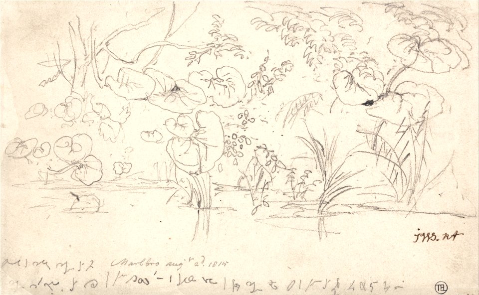 James Ward - Studies of Plants, August 2, 1815 - Google Art Project