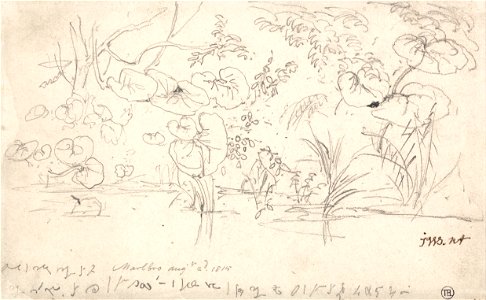 James Ward - Studies of Plants, August 2, 1815 - Google Art Project
