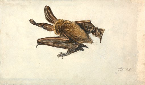 James Ward - A Bat - Google Art Project