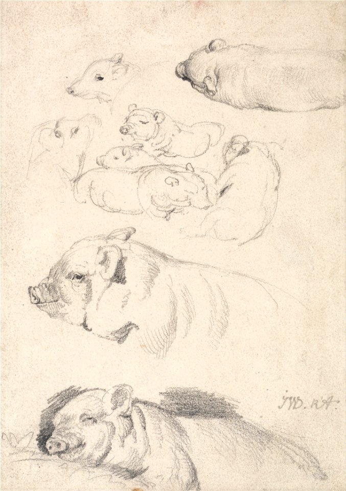 James Ward - Studies of Pigs - Google Art Project