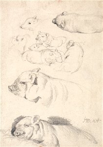 James Ward - Studies of Pigs - Google Art Project