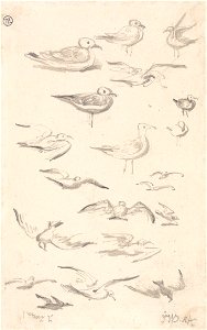 James Ward - Studies of Gulls - Google Art Project