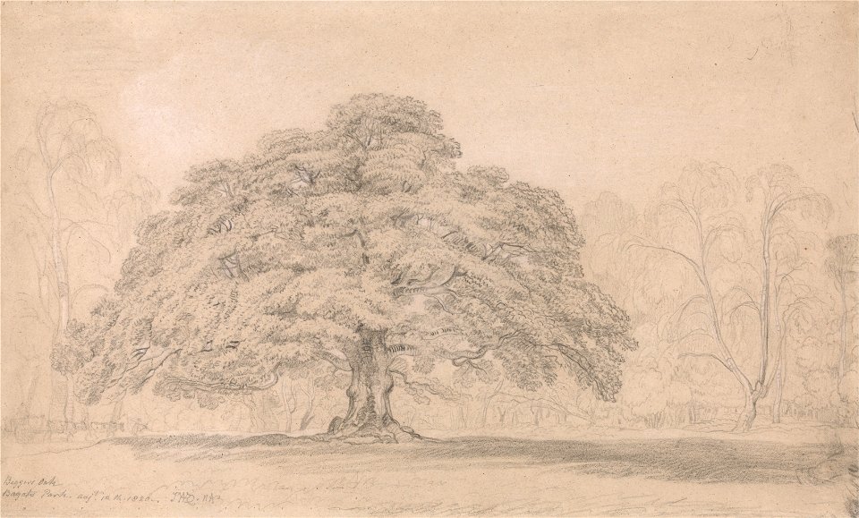 James Ward - The Beggar's Oak, Bagot's Park, Aug. 12th, 1820 (A Celebrated Ancient Tree on Lord Bagot's Blithfiel... - Google Art Project