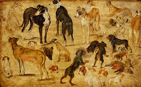 Jan Brueghel (I) - Studies of animals (dogs). Free illustration for personal and commercial use.