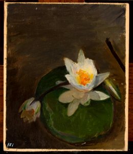 Jan Ciągliński - Two water lilies on a leaf - MP 1745 MNW - National Museum in Warsaw