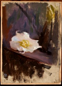 Jan Ciągliński - White flower, study - MP 1825 MNW - National Museum in Warsaw