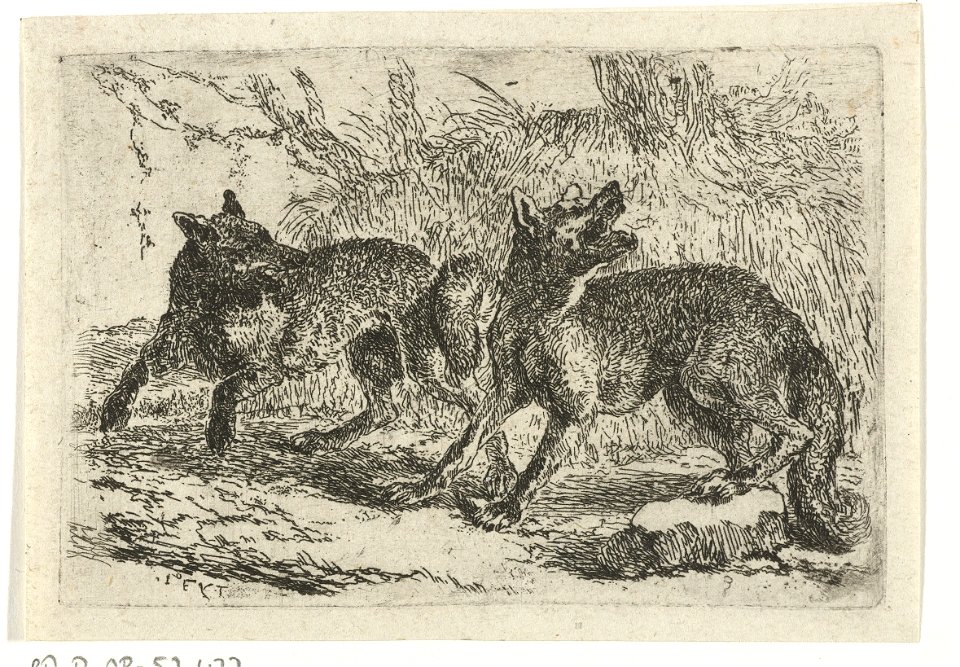 Jan Fyt - Two wolves