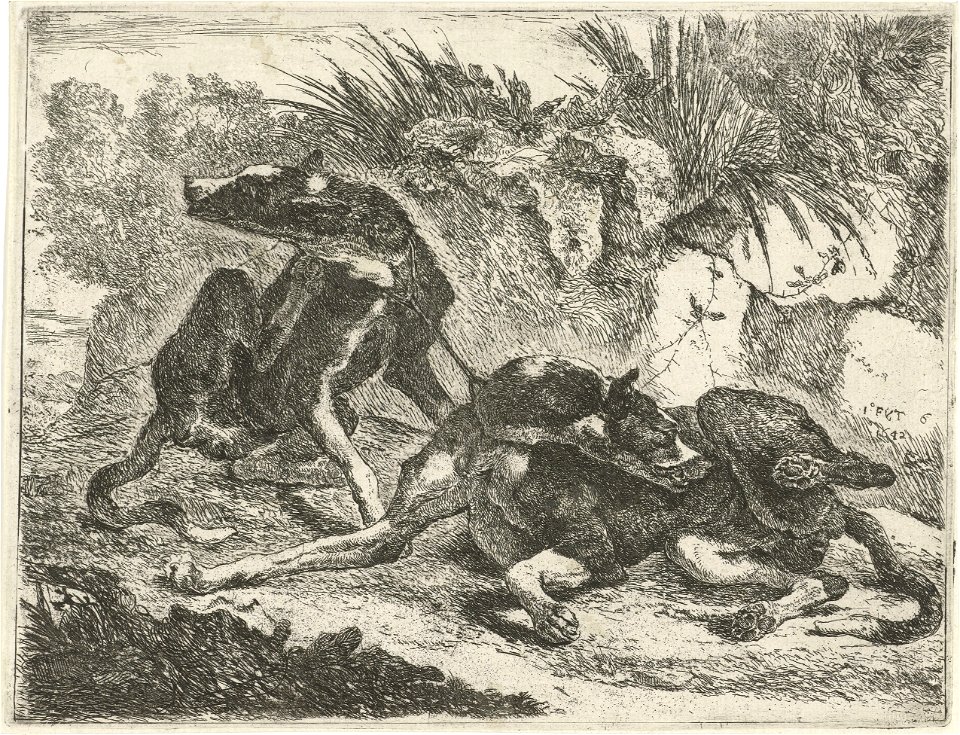 Jan Fijt - Two dogs