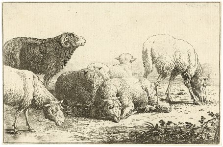 Jan van den Hecke - Sheep. Free illustration for personal and commercial use.