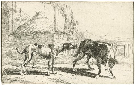 Jan van den Hecke - Male and female dogs