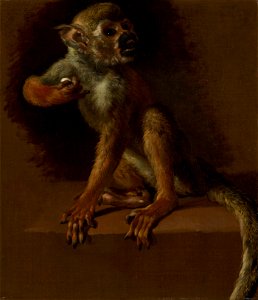 Jan Weenix - Een zittend aapje - SK-A-5053 - Rijksmuseum