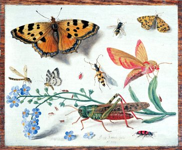 Jan van Kessel 001