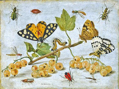 Jan van Kessel 003