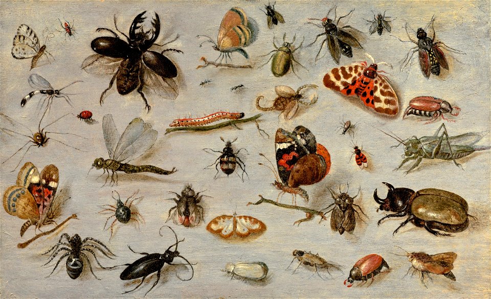 Jan van Kessel - A Study of Butterflies, Moths, Spiders, and Insects - BF.1978.10 - Museum of Fine Arts