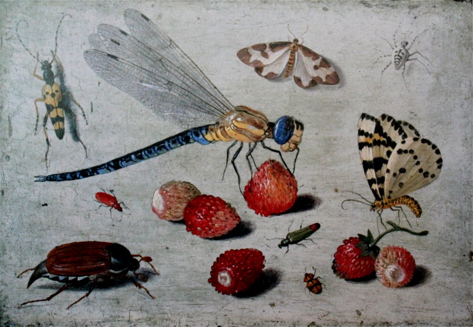 Jan van Kessel (I) Dragon-fly moths spider beetles with strawberries
