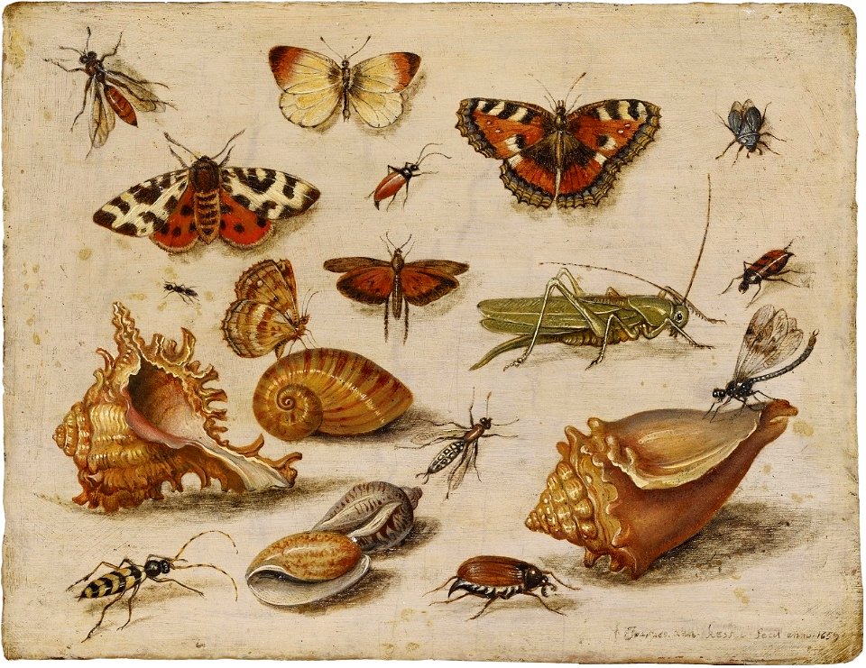 Jan van Kessel de Oude - Insecten, schelpen en vlinders