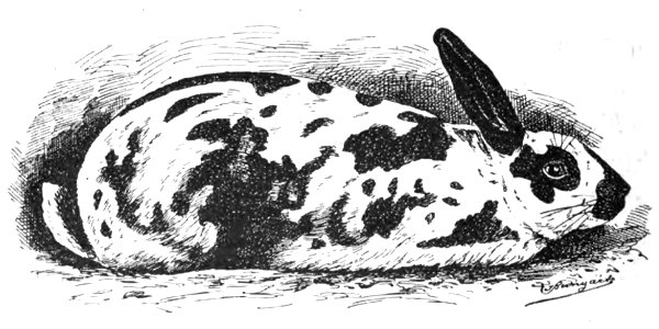 Japanisches Kaninchen (Jean Bungartz, Kaninchenrassen, 1902, p078)