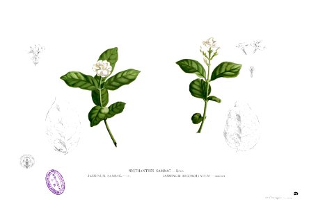 Jasminum sambac Blanco1.6