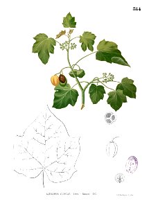 Jatropha curcas Blanco2.384