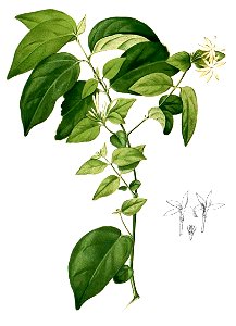 Jasminum sp Blanco2.445-cropped