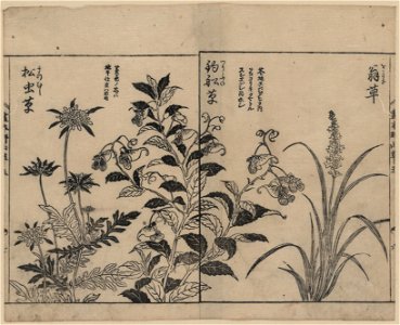 Japonica, bell flowers, and anemone LCCN2008660984