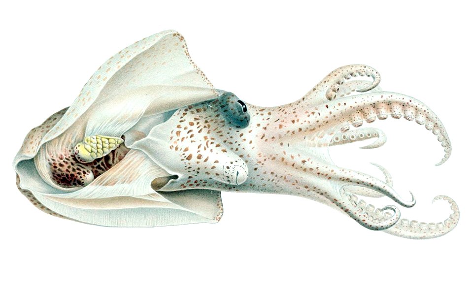 Japetella diaphana