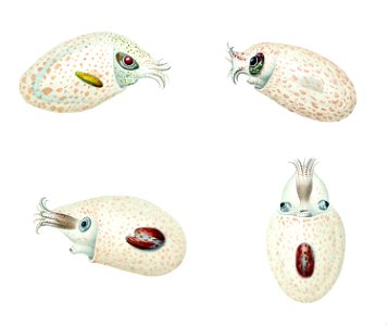 Japetella diaphana1