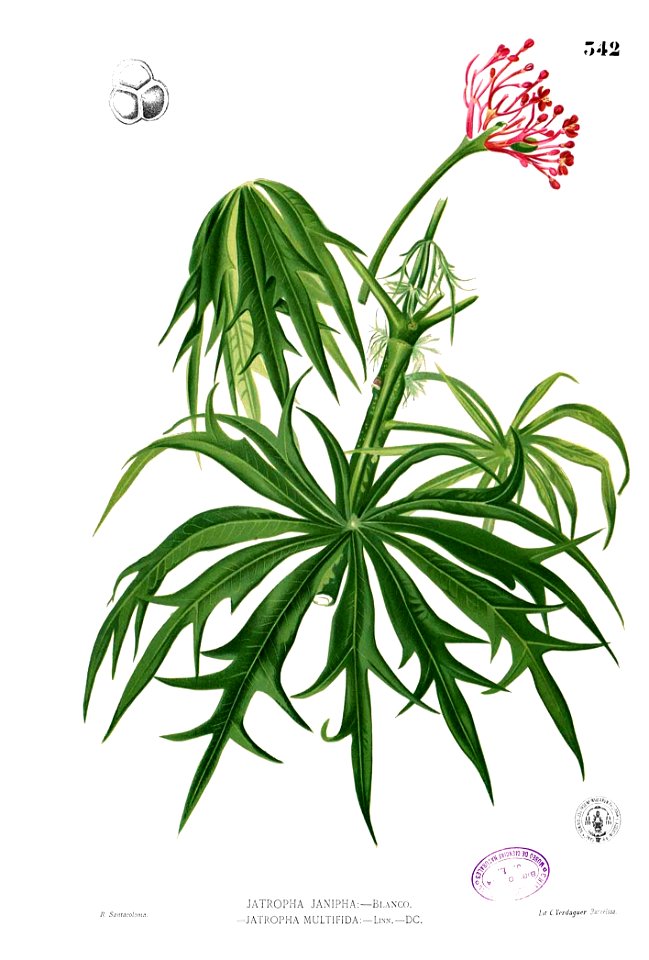 Jatropha multifida Blanco2.342