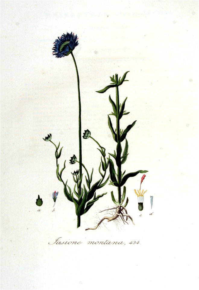 Jasione montana — Flora Batava — Volume v6