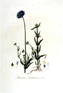 Jasione montana — Flora Batava — Volume v6