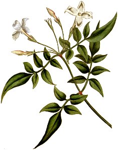 Jasminum officinale 1787. Free illustration for personal and commercial use.