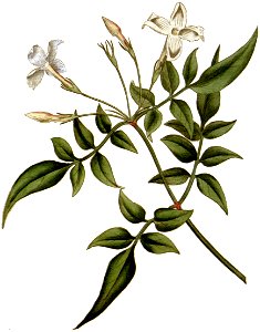 Jasminum officinale 1787