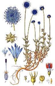 Jasione montana Sturm55