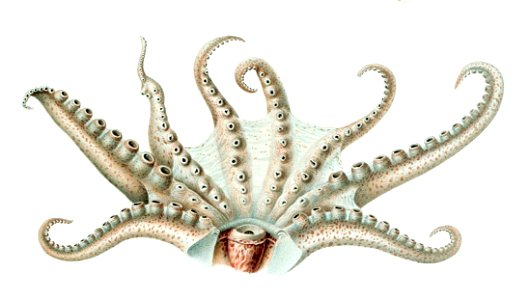 Japetella diaphana arms