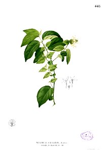 Jasminum sp Blanco2.445