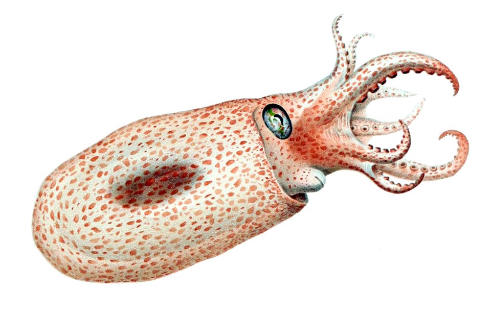 Japetella diaphana2