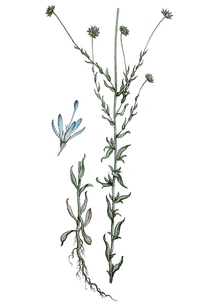 Jasione montana L ag1. Free illustration for personal and commercial use.