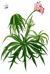 Jatropha multifida Blanco2.342-cropped