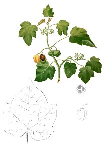 Jatropha curcas Blanco2.384-cropped