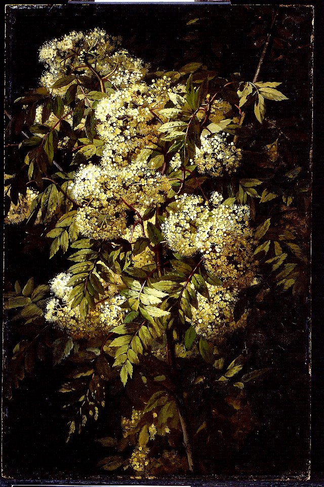Jean Baptiste Robie - Study of a Flowering Branch - 1984.169 - Museum of Fine Arts