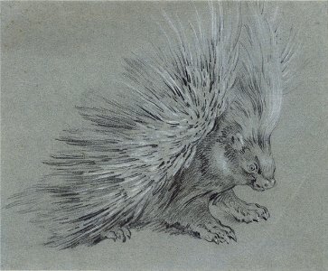 Jean-Baptiste Oudry - Porcupine - Google Art Project. Free illustration for personal and commercial use.