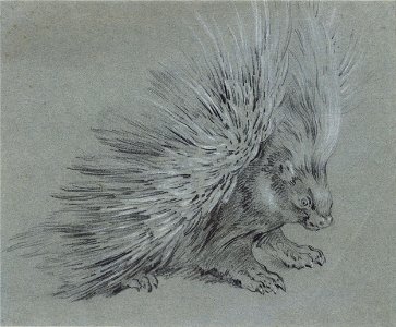 Jean-Baptiste Oudry - Porcupine - Google Art Project