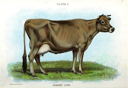 JERSEY COW (23419701282). Free illustration for personal and commercial use.