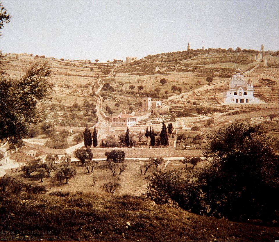 Jerusalem, olive trees in Gethsemane