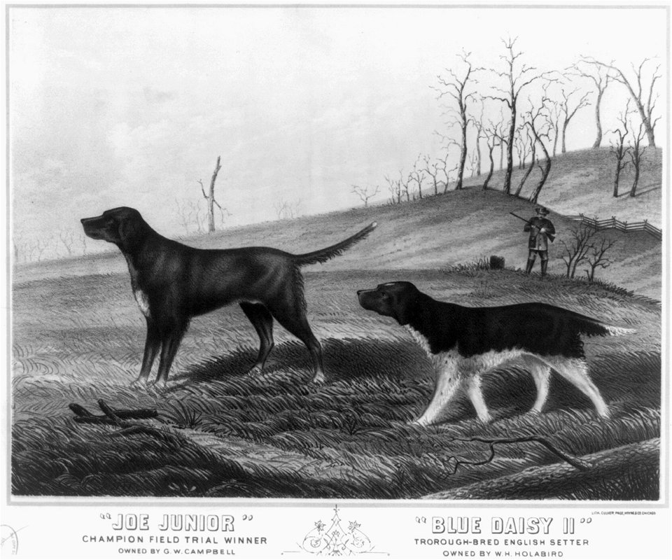 Joe Junior. Champion field trial winner. Owned by G.W. Campbell. Carter's Creek, Tenn. Blue Daisy II. Troroughbred english setter. Owned by W.H. Holabird. Valparaiso, Ind LCCN2003677919