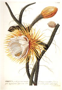 Johann Jacob Haid Cereus