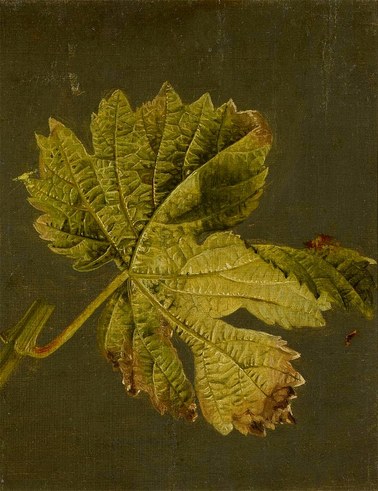 Johann Wilhelm Preyer - Weinblatt 1