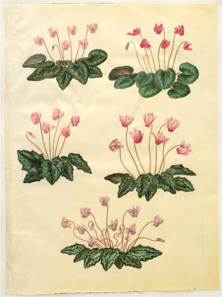 Johannes Simon Holtzbecher - Cyclamen purpurascens; Cyclamen hederifolium - Google Art Project