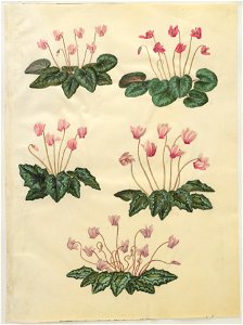 Johannes Simon Holtzbecher - Cyclamen purpurascens; Cyclamen hederifolium - Google Art Project